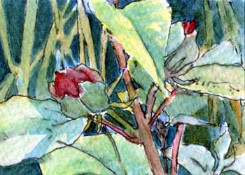 "Hibiscus Bud" by Peg Ginsberg, Mt. Horeb WI - Watercolor- SOLD